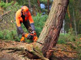 Best Lot and Land Clearing  in Morrow, GA